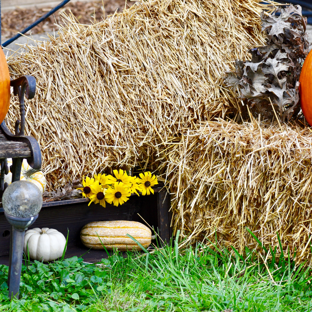 Garden Elements Straw Bale by Shady Creek Farm, Perfect for Fall Decor,  Parties, Animal Feed (20-24)
